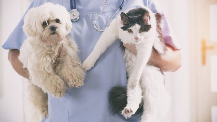 SulAmérica oferece dicas para bem-estar de pets e ressalta assistência especial para cães e gatos