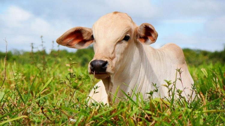 Companhia de seguros australiana testará o Blockchain em cadeia de suprimentos de carne bovina