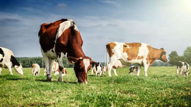 CNA debate novos modelos de seguros para pecuária leiteira