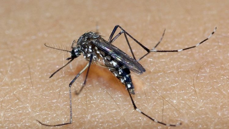 Cuidados em casa e pátios podem evitar proliferação do mosquito da dengue