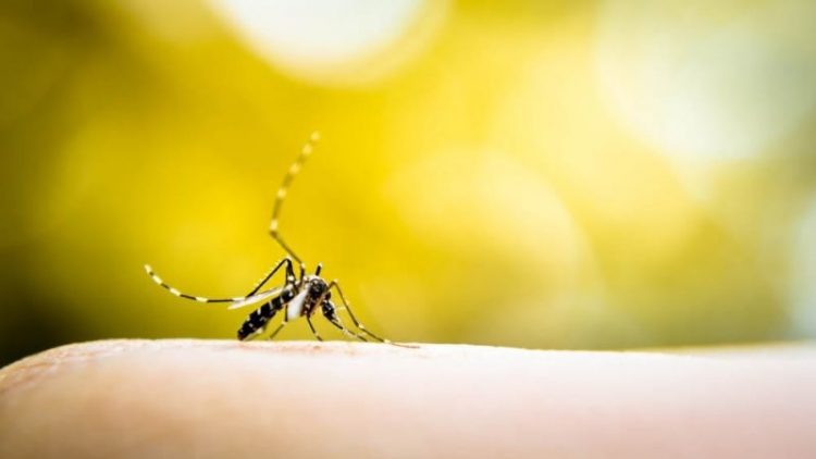 Bradesco Saúde divulga cartilha com orientações sobre dengue