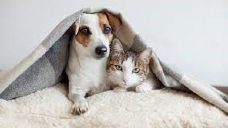 Movida Seguros e Pet Assist oferecem seguro de vida para donos de cães e gatos