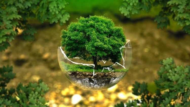 Dia de Proteção às Florestas: Grupo Bradesco Seguros possui ações voltadas à redução do consumo de papel e do impacto ambiental