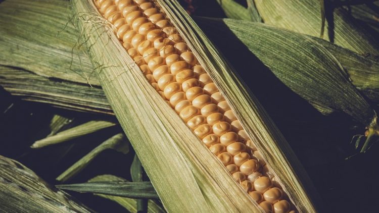 Seguro agrícola e os impactos do clima na safrinha de milho