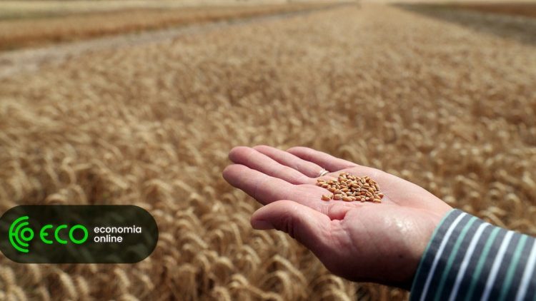“Apenas 6% das culturas agrícolas estão cobertas por seguros”